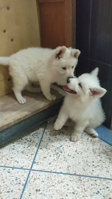 Berger blanc suisse