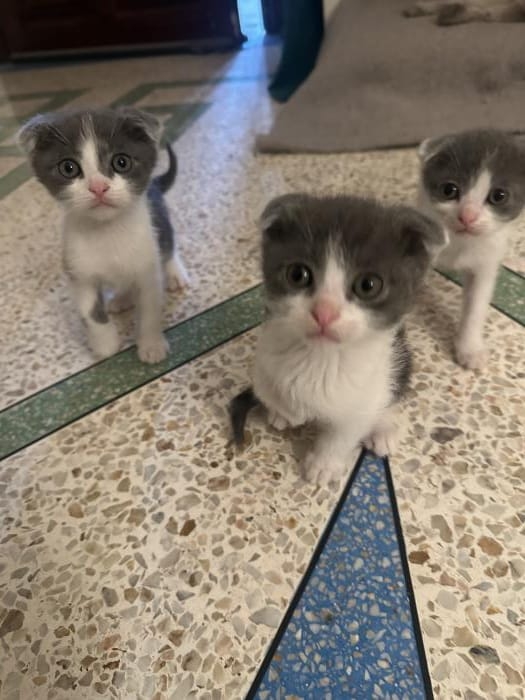 Scottish fold