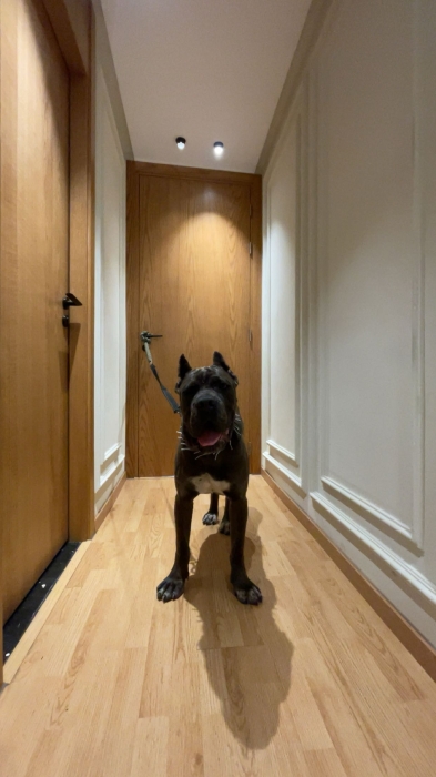 Canecorso