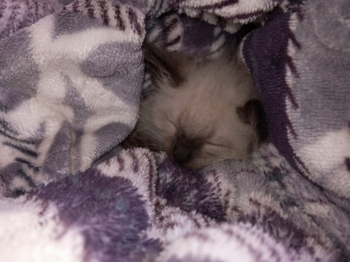 Des chatons Himalayan