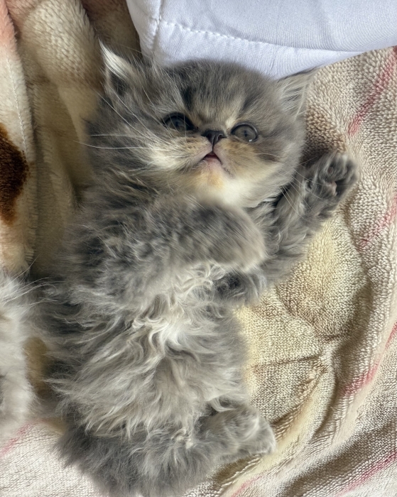 British longhair