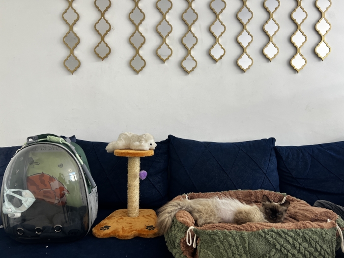 Siamois balinaise