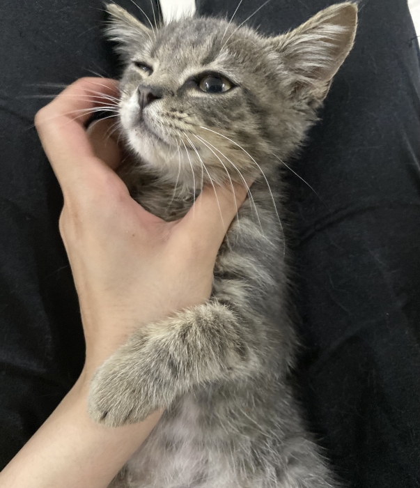 Chatons scotish straight