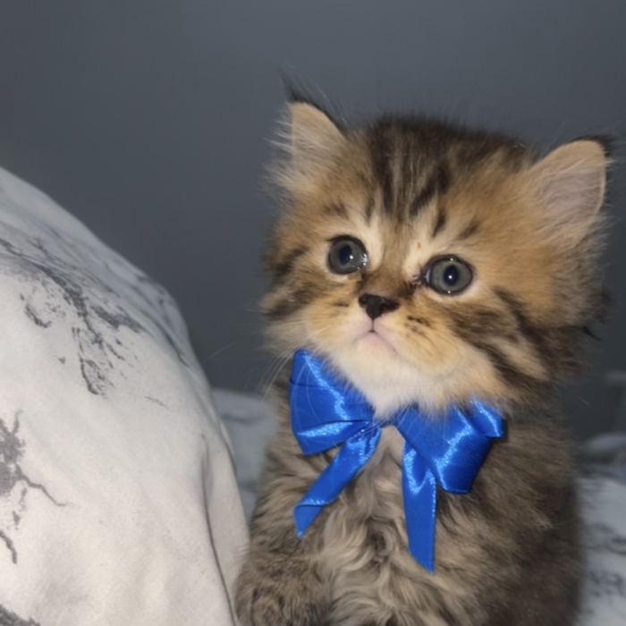 Chatons scottish straight long hair (highland)
