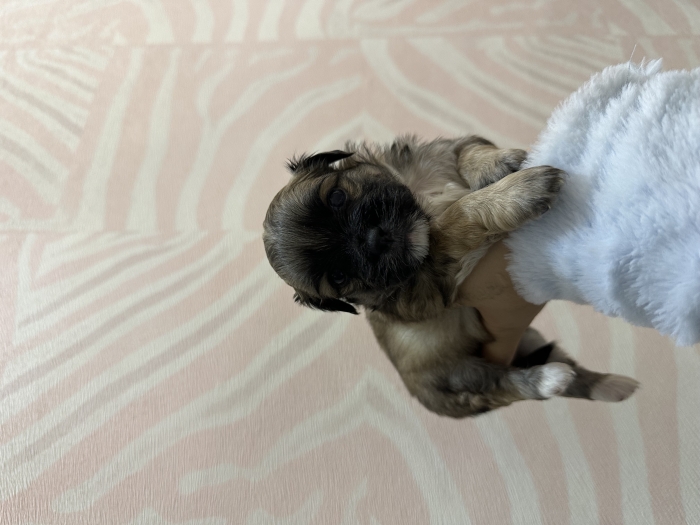 Chiot a vendre