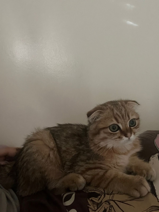 Scottish fold