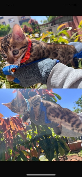 Bengal pure
