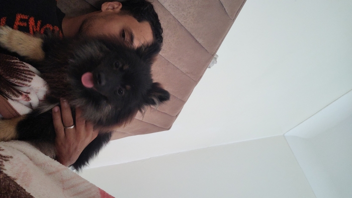 Spitz allemand