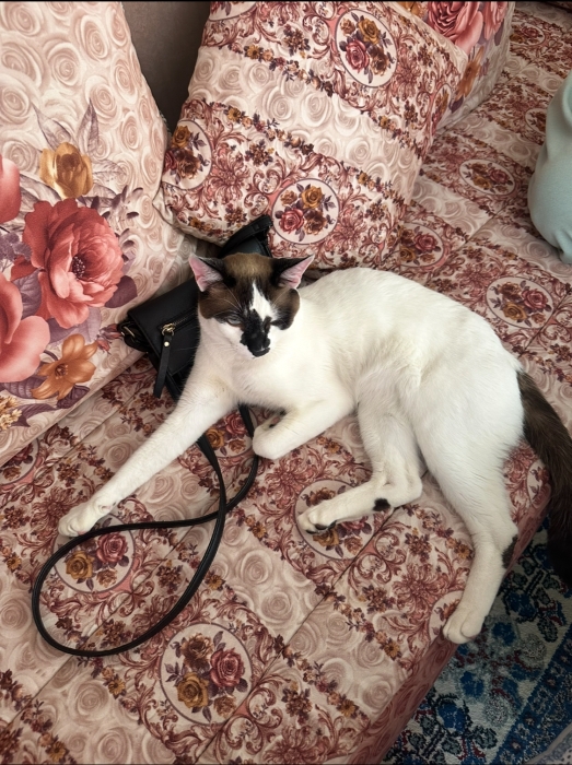 Snowshoe