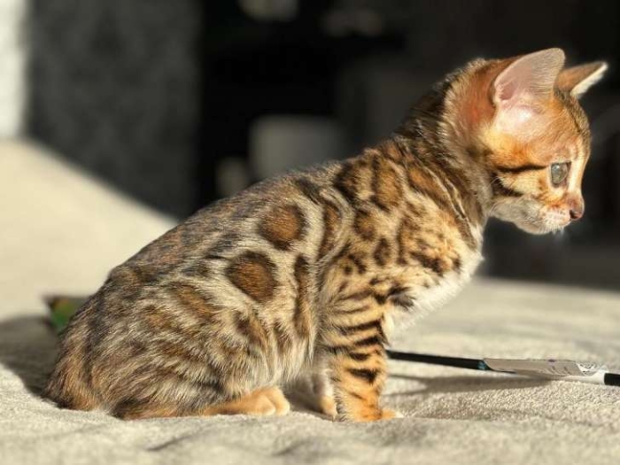Bengal cat