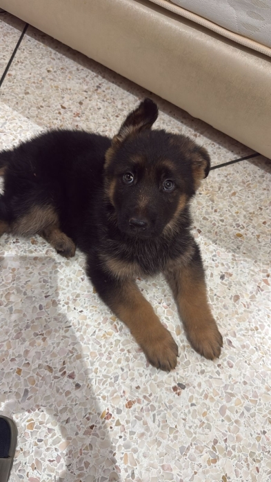 Berger allemand