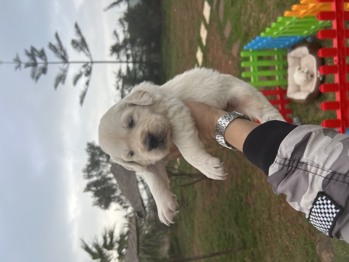 Golden retriever