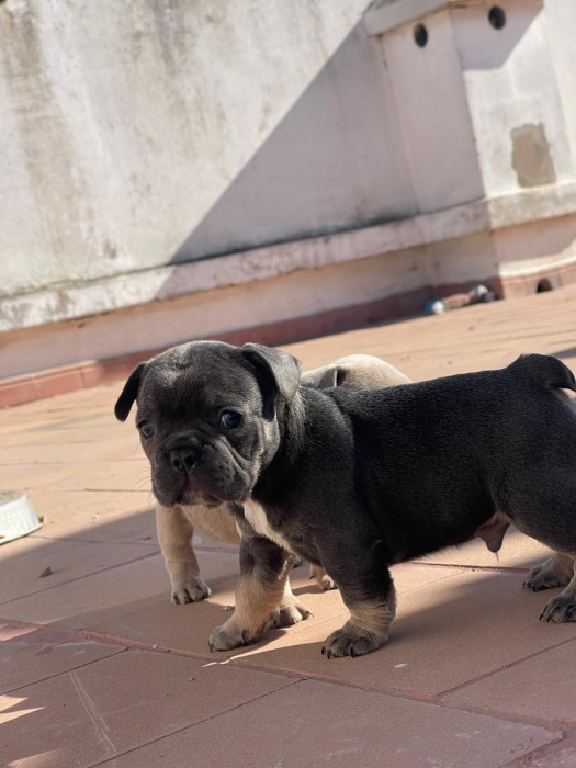 Bulldog francais