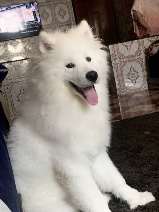 Samoyed