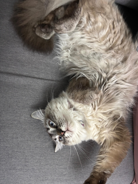 Chat