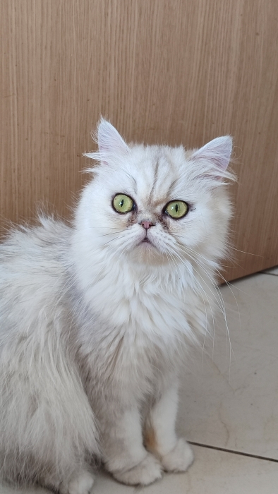 Femelle persan chinchilla silver