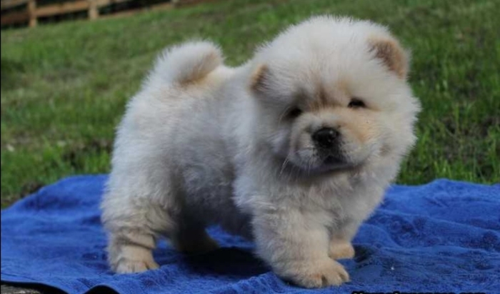 Chow Chow 🔥