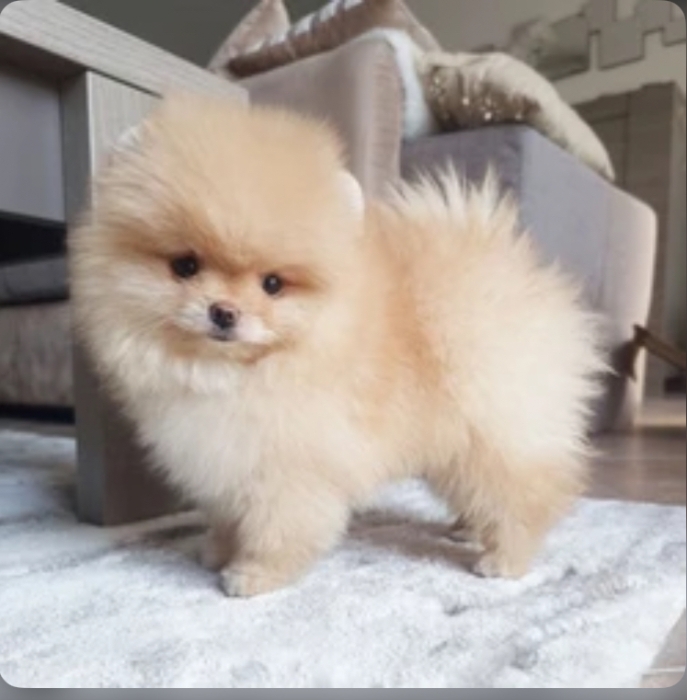 Spitz nain loulou