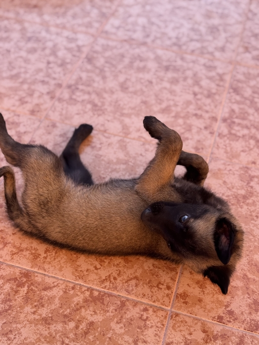 Malinois