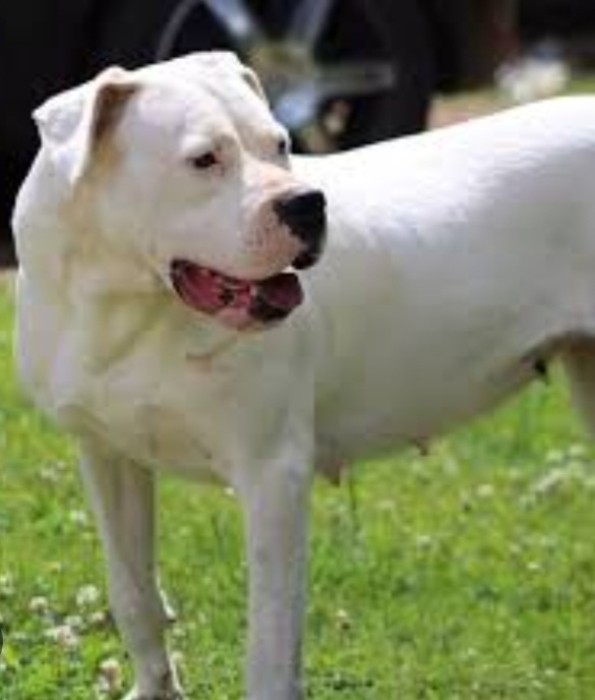 Dog Argentine
