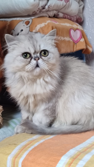 Femelle chinchilla