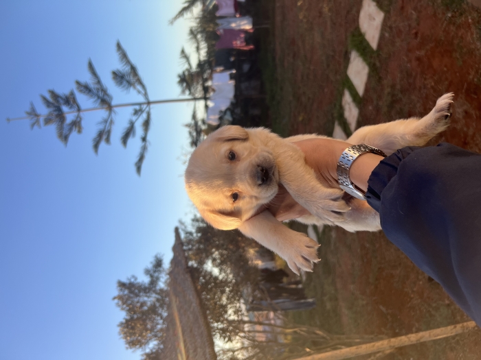 Labrador