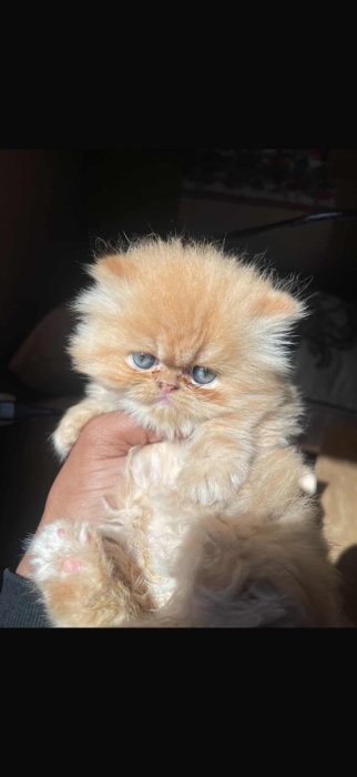 Chats persian