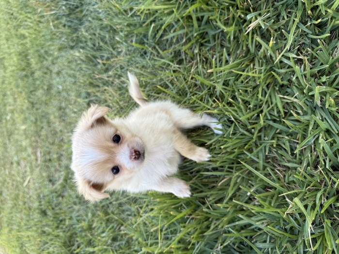 Chiots spitz
