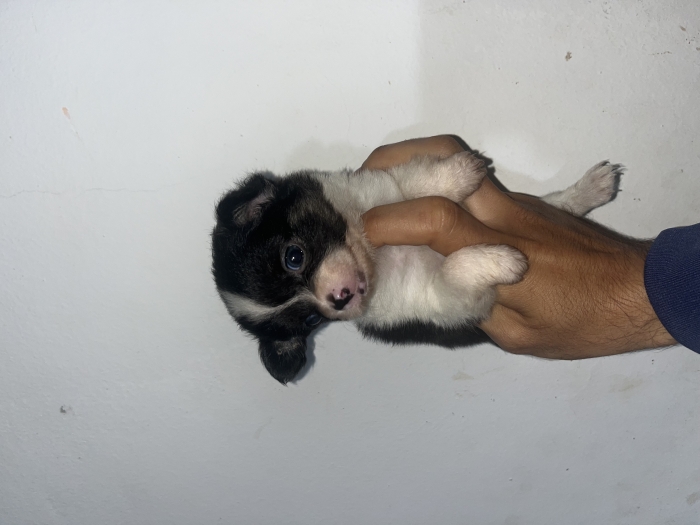 Chihuahua