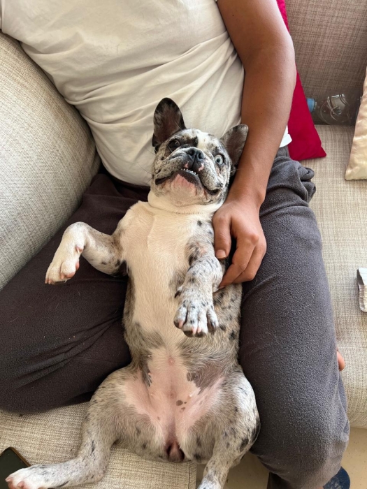 Bulldog français