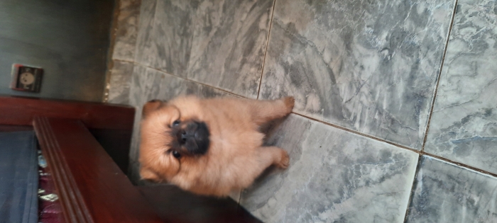 Spitz