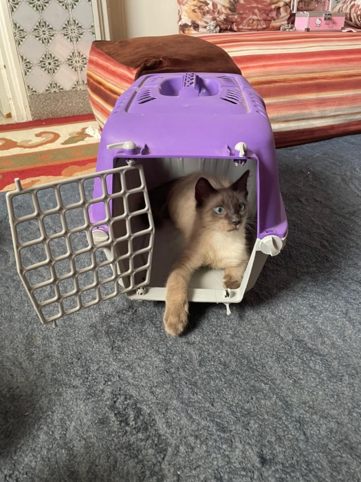 Chat male siamois