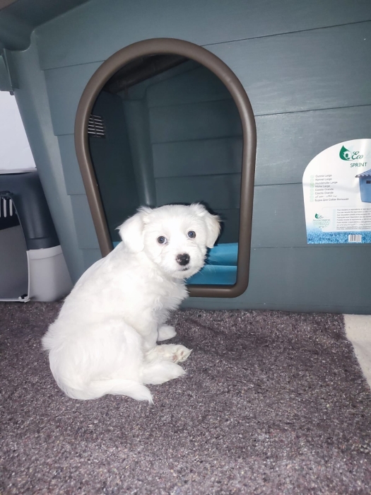 Maltese dog
