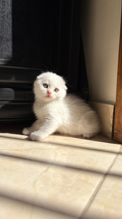 Scottish fold et Scottish straight