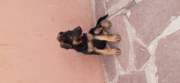 Berger allemand