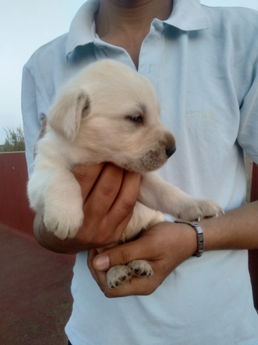 Labrador