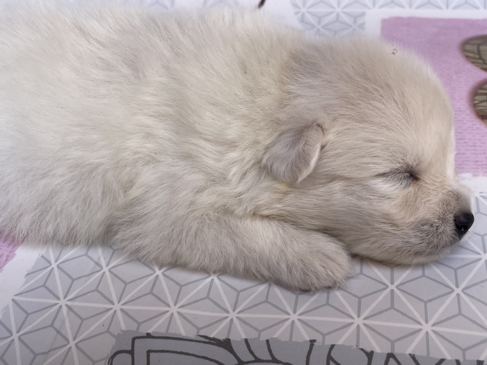 Petit chien Spitz japonais