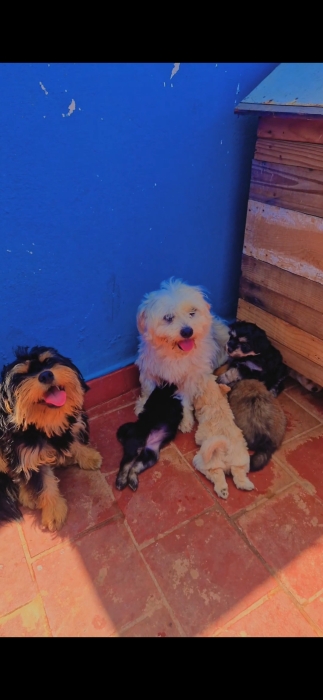 Chiots bichon