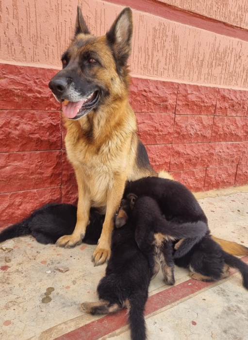 Chiots Bergers Allemands pure race