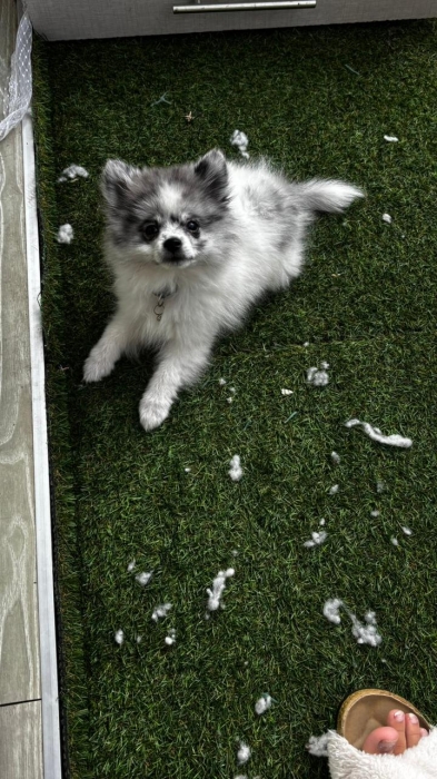 Pomeranian speeds