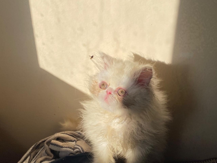 Persan chinchilla