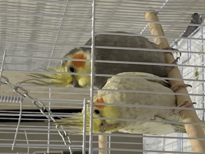 Couple calopsitte avec cage