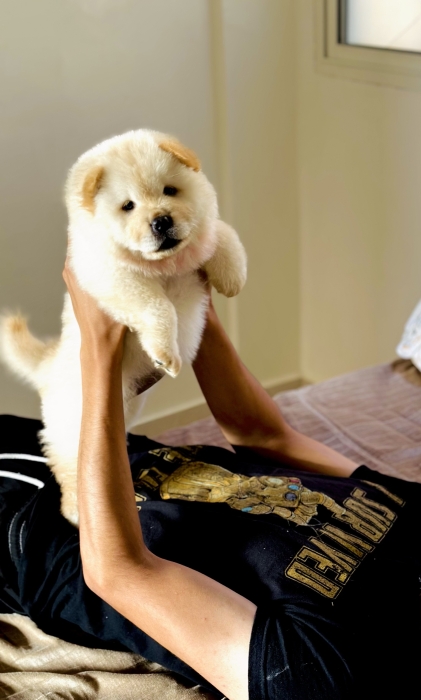 Chow chow
