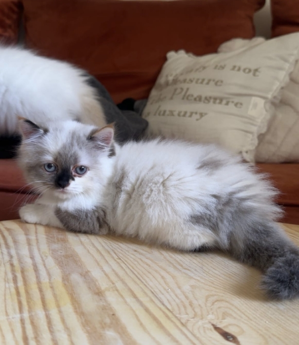 Ragdoll Cream point pure race