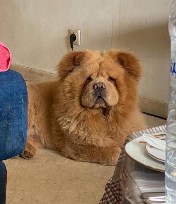 Chow-Chow