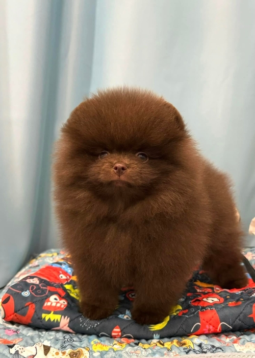 Spitz nain exotique