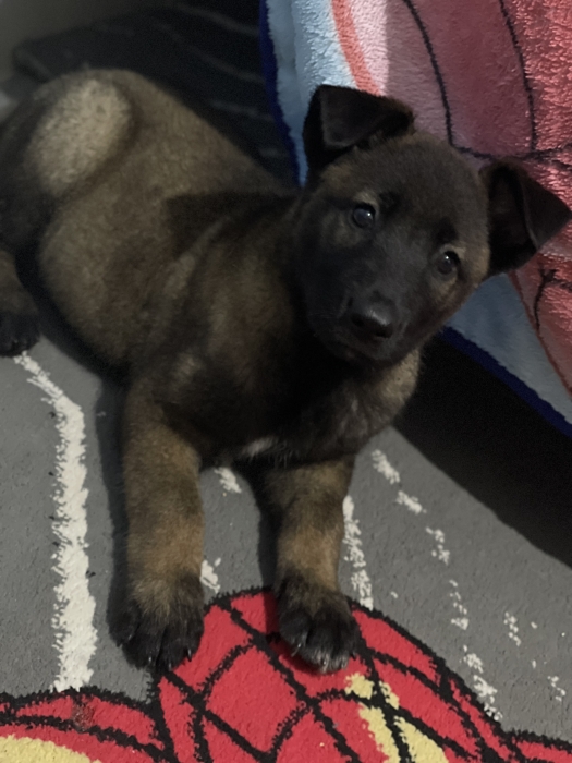 Malinoi