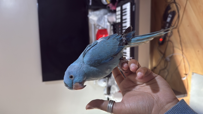 À Colier bleu