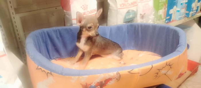 Chihuahua