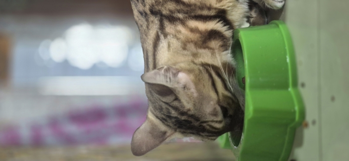 Chat du bengale a vendre